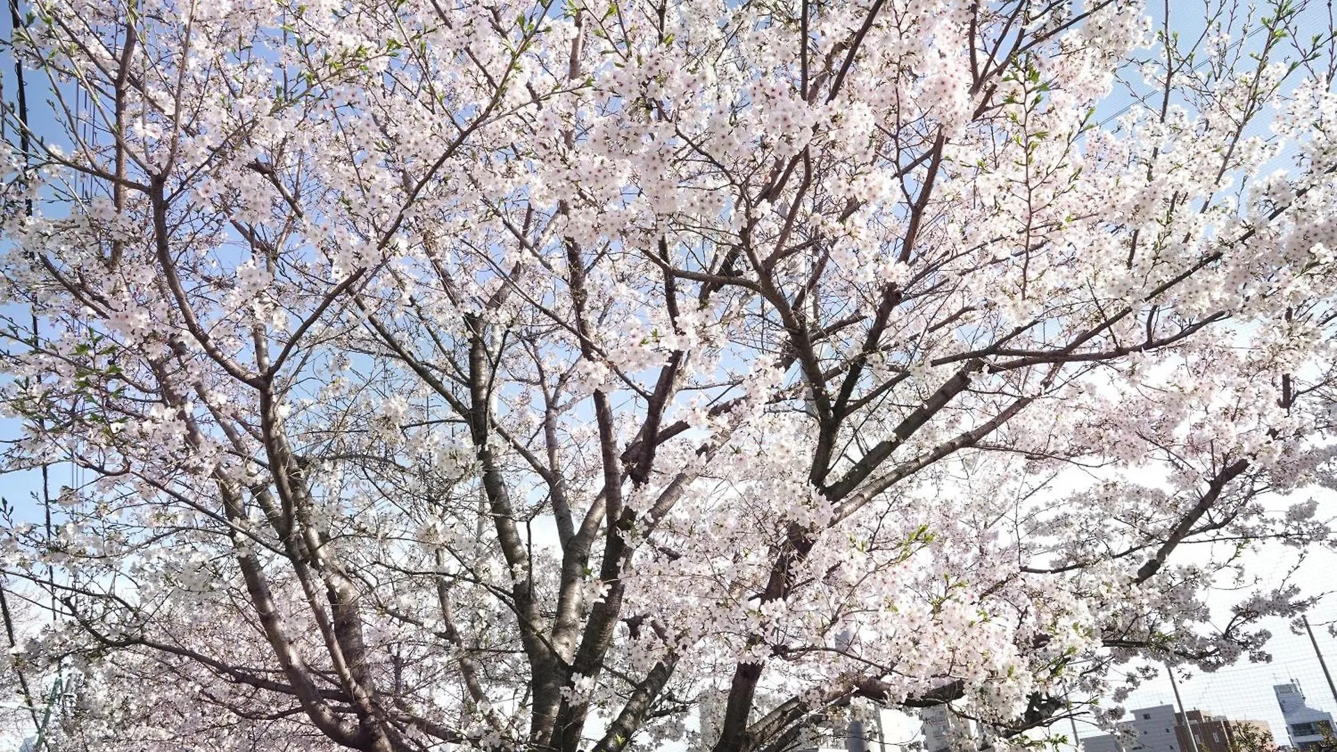 1 Line To Asakusa! 5 Mins Walk From Togoshi-Ginza Sta 東京都 公寓